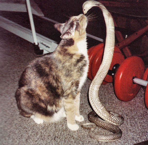 cat_and_cobra
