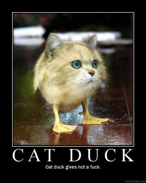 catduck