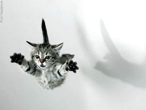 kitten_fly