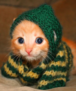 knitted_kitteh