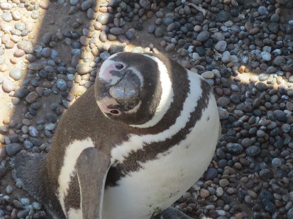 penguino