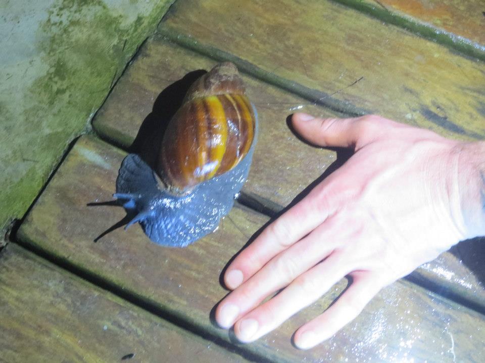 snail