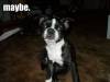 maybe.jpg