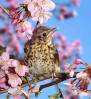 thrush-cherry-blossom.jpg
