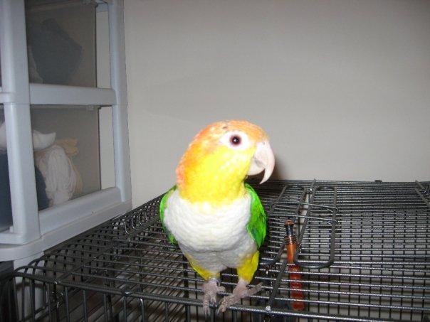 yoshi