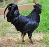 Ayam-Cemani-Chicken1-830x790.jpg