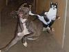 interesting-fact-day-cat-fight.jpg