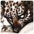 rorryDok73's Avatar