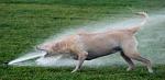 Dog Sprinklers