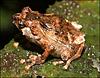 lost-world-found-new-guinea-jungle-frog.jpg
